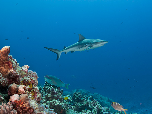 967,000 awarded to shark mitigation research