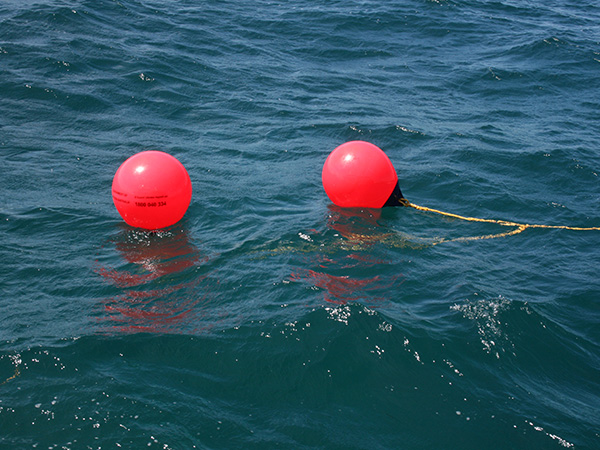 Improving shark safety at popular WA beaches