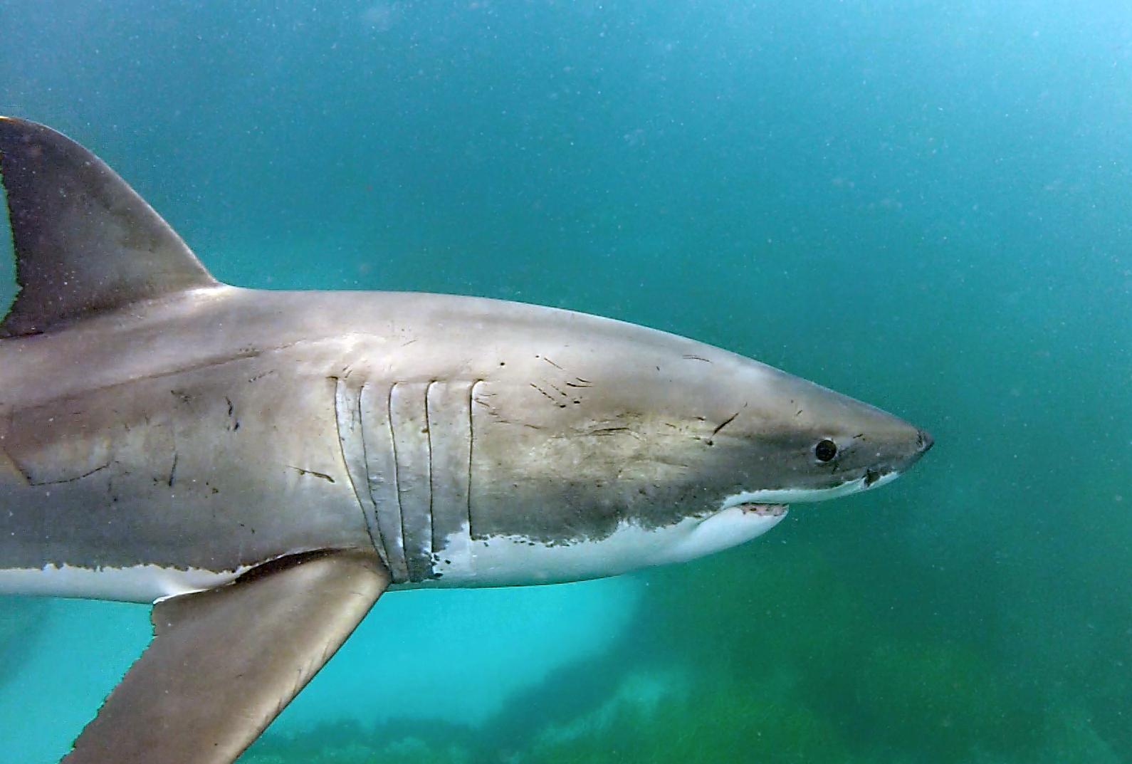 More white sharks tagged in Esperance operation