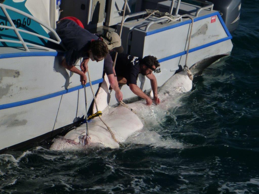 New insight into white shark behaviour