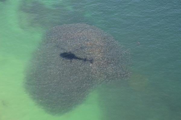 Salmon run signs spark important safety reminders