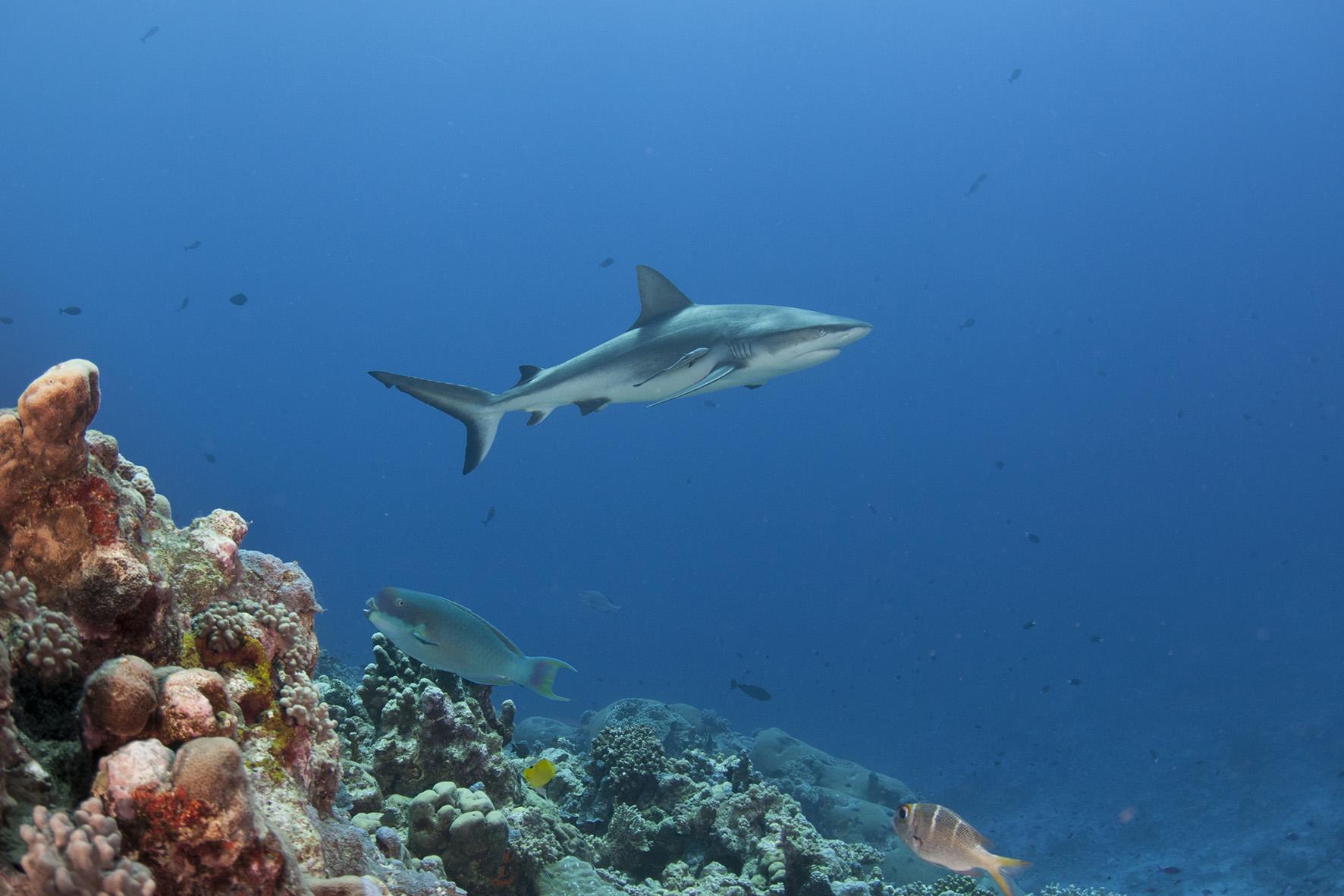 Shark research yields promising results