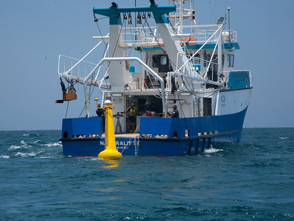 Tagged shark monitor now installed near Busselton Jetty