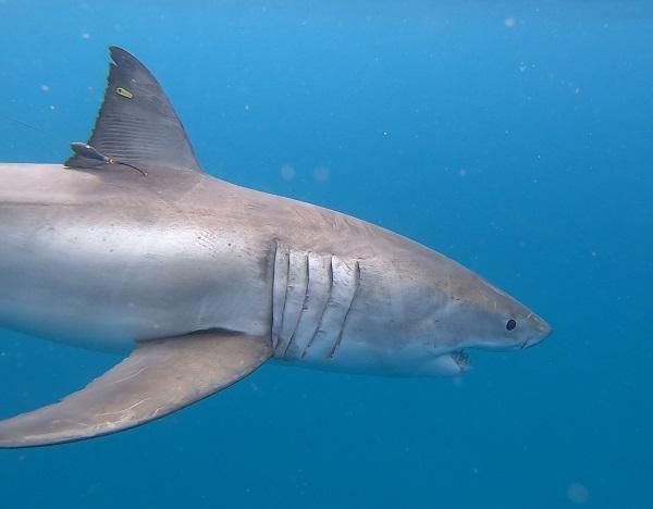 Targeted tagging of white sharks takes WA total to 115