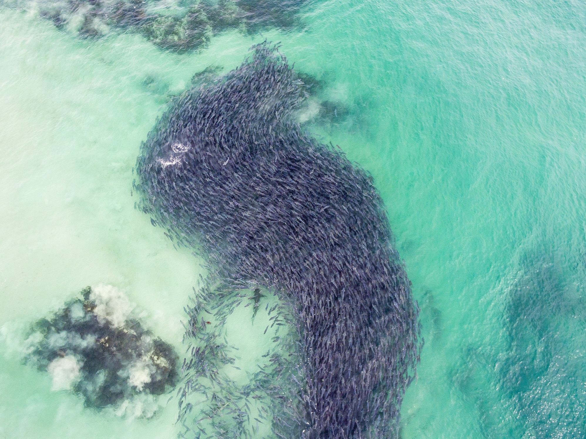 Think Sea Sense when the salmon schools show up at your beach