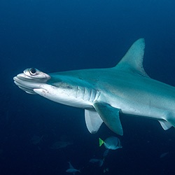 Hammerhead Shark