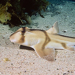 Port Jackson Shark