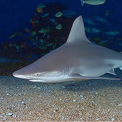 Sandbar Shark