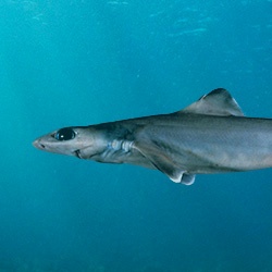 Southern Dogfish