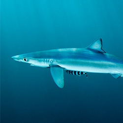 Blue Shark