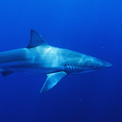 Bronze Whaler Shark