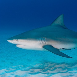 Bull Shark