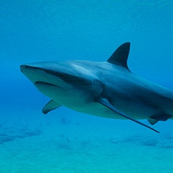 Dusky Shark