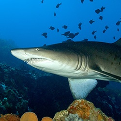 Grey Nurse Shark