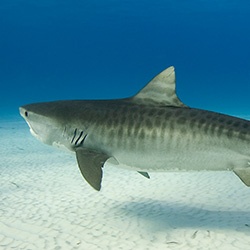 Tiger Shark