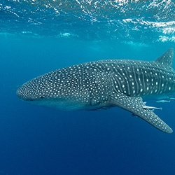 Whale Shark