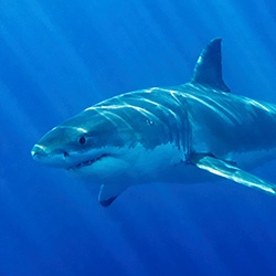 White Shark