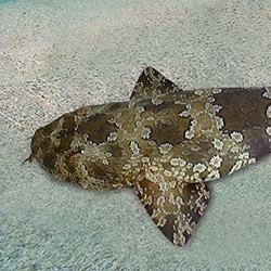 Wobbegong Sharks