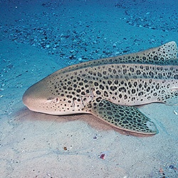 Zebra Shark