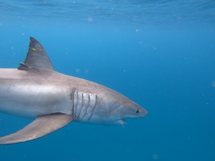 Shark Tagging