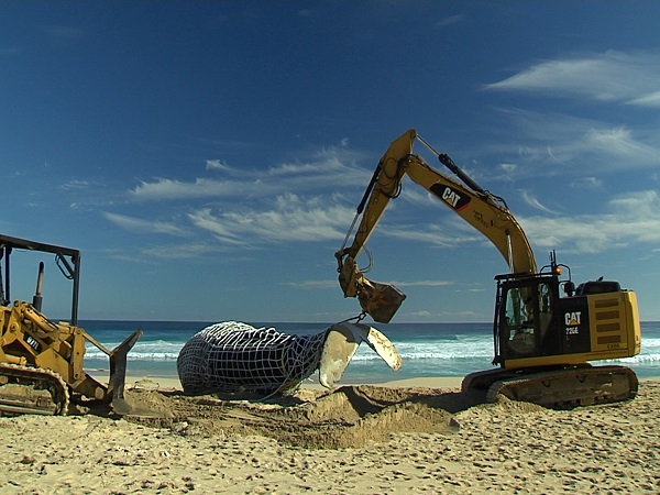 Whale Carcass Management